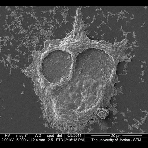  NCBI Organism:Homo sapiens; Cell Components:cell surface Biological process:substrate-dependent cell migration, cell adhesion;