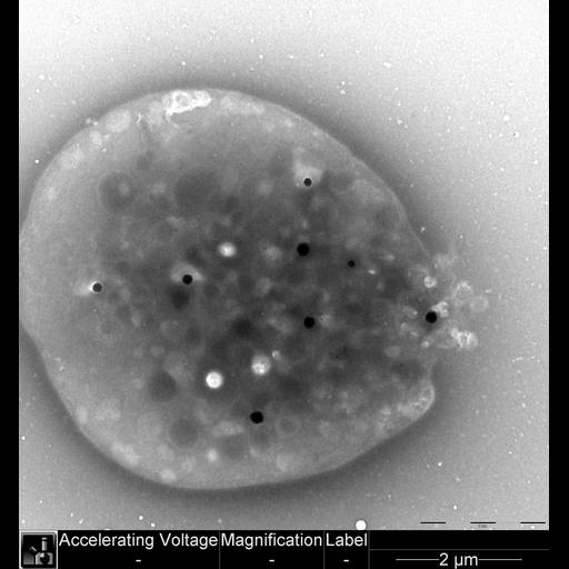  NCBI Organism:Homo sapiens; Cell Types:platelet Cell Components:cell surface, platelet dense granule, ;