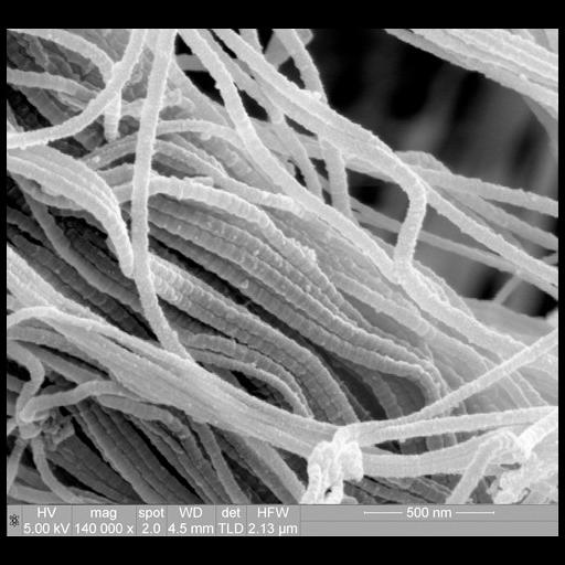  Cell Components:fibrillar collagen Biological process:limb joint morphogenesis