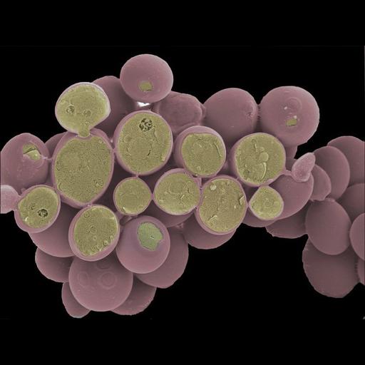  NCBI Organism:Saccharomyces cerevisiae; Cell Components:cell surface, cytoplasm; Biological process:cytoplasm organization