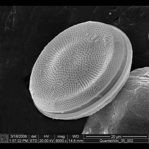  NCBI Organism:Bacillariophyta; Cell Components:, cell wall; Biological process:cell wall organization