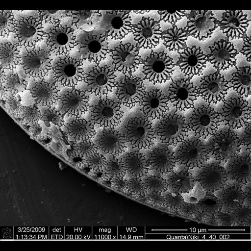  NCBI Organism:Bacillariophyta; Cell Components:, cell wall; Biological process:cell wall organization