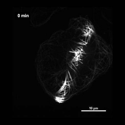  NCBI Organism:Drosophila melanogaster; Cell Components:microtubule, cytoskeleton; Biological process:microtubule cytoskeleton organization, ;