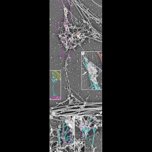  NCBI Organism:Rattus; Cell Types:hippocampal neuron Cell Components:dendritic spine, dendritic shaft, , actin cytoskeleton, microtubule cytoskeleton, intermediate filament cytoskeleton; Biological process:dendritic spine organization, dendrite morphogenesis;