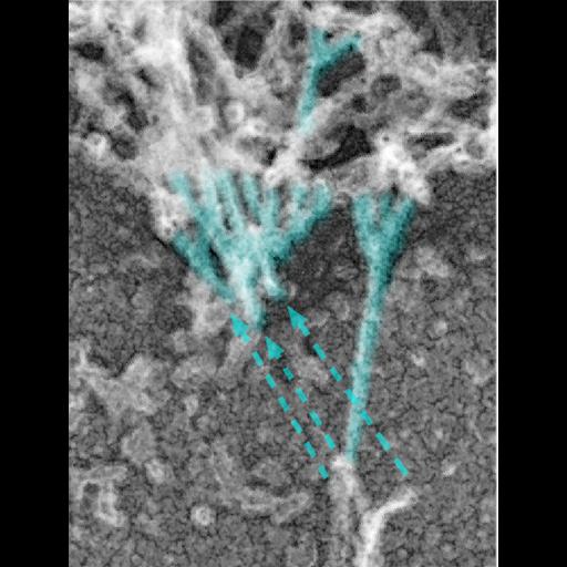  NCBI Organism:Rattus; Cell Types:hippocampal neuron Cell Components:dendritic spine, dendritic shaft, actin cytoskeleton; Biological process:dendritic spine organization, dendrite morphogenesis;