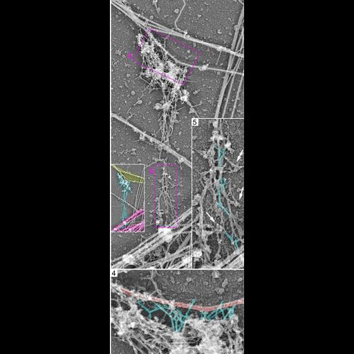  NCBI Organism:Rattus; Cell Types:hippocampal neuron Cell Components:dendritic spine, dendritic shaft, actin cytoskeleton, microtubule cytoskeleton; Biological process:dendritic spine organization, dendrite morphogenesis;