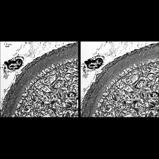  NCBI Organism:Mesocricetus auratus; Cell Types:early embryonic cell Cell Components:intermediate filament cytoskeleton Biological process:intermediate filament cytoskeleton organization