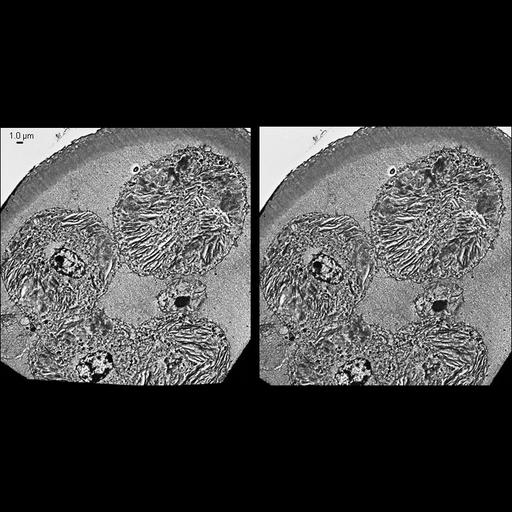  NCBI Organism:Mesocricetus auratus; Cell Types:early embryonic cell Cell Components:intermediate filament cytoskeleton Biological process:intermediate filament cytoskeleton organization