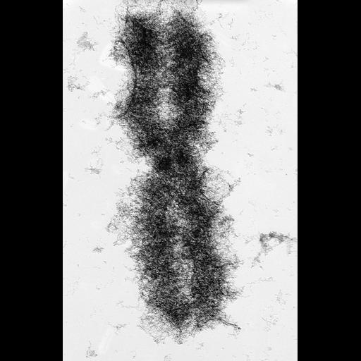  NCBI Organism:Mus musculus; Cell Types:fibroblast Cell Components:nuclear chromosome Biological process:chromosome organization, mitosis, mitotic metaphase;