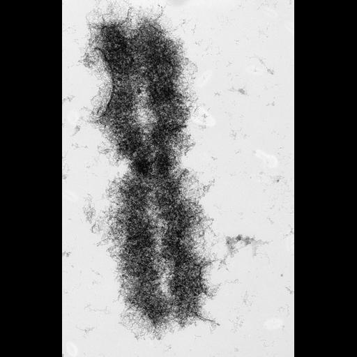  NCBI Organism:Mus musculus; Cell Types:fibroblast Cell Components:nuclear chromosome Biological process:chromosome organization, mitosis, mitotic metaphase;