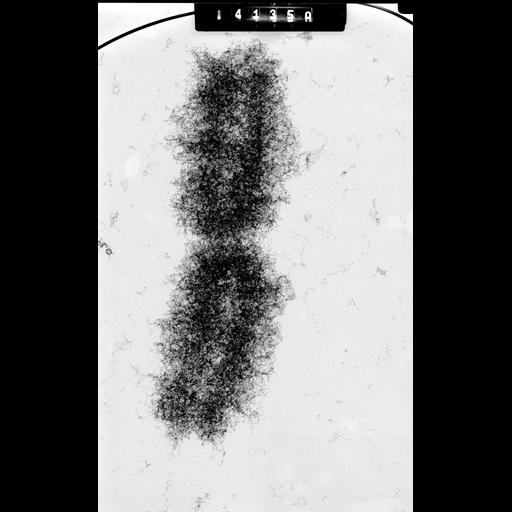  NCBI Organism:Mus musculus; Cell Types:fibroblast Cell Components:nuclear chromosome Biological process:chromosome organization, mitosis, mitotic metaphase;