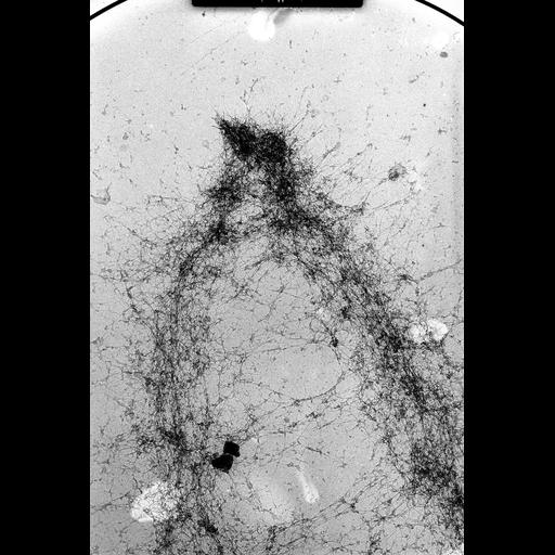  NCBI Organism:Mus musculus; Cell Types:fibroblast Cell Components:nuclear chromosome Biological process:chromosome organization, mitosis, mitotic metaphase;