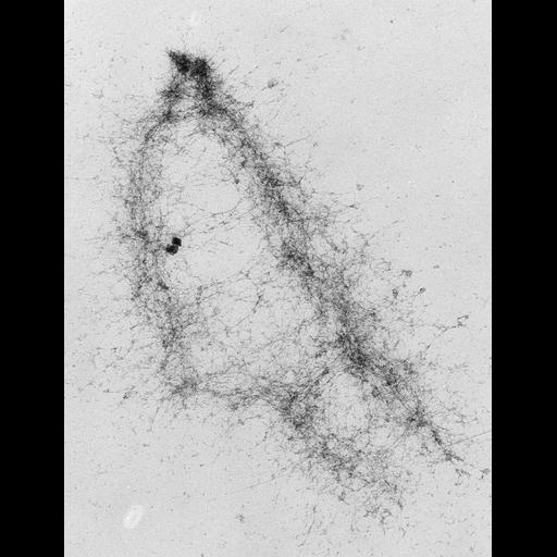  NCBI Organism:Mus musculus; Cell Types:fibroblast Cell Components:nuclear chromosome Biological process:chromosome organization, mitosis, mitotic metaphase;