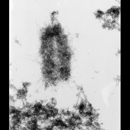  NCBI Organism:Mus musculus; Cell Types:fibroblast Cell Components:nuclear chromosome Biological process:chromosome organization, mitosis, mitotic metaphase;