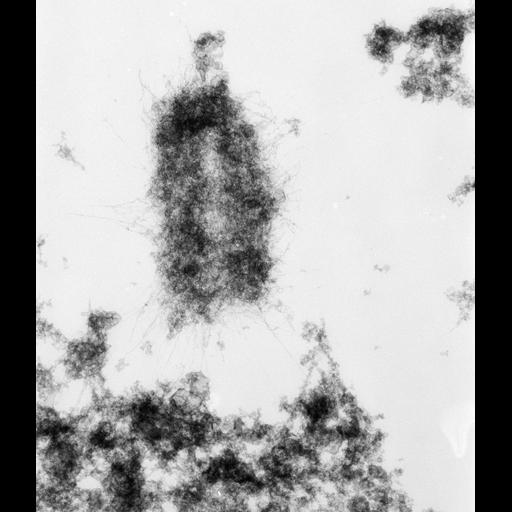  NCBI Organism:Mus musculus; Cell Types:fibroblast Cell Components:nuclear chromosome Biological process:chromosome organization, mitosis, mitotic metaphase;