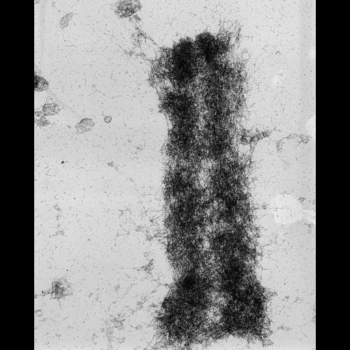  NCBI Organism:Mus musculus; Cell Types:fibroblast Cell Components:nuclear chromosome Biological process:chromosome organization, mitosis, mitotic metaphase;