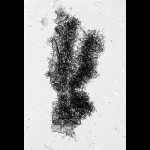  NCBI Organism:Cricetulus griseus; Cell Types:epithelial cell Cell Components:nuclear chromosome Biological process:chromosome organization, mitosis, mitotic metaphase;