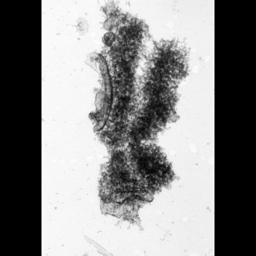  NCBI Organism:Cricetulus griseus; Cell Types:epithelial cell Cell Components:nuclear chromosome Biological process:chromosome organization, mitosis, mitotic metaphase;