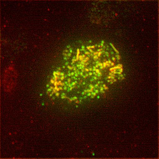  NCBI Organism:Canis lupus familiaris; Cell Types:kidney cell Cell Components:, ; Biological process:protein targeting