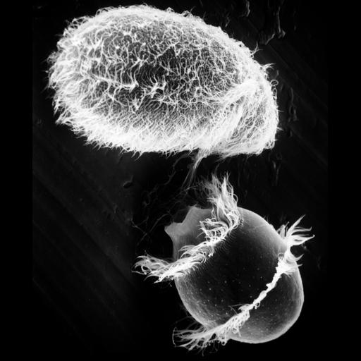  NCBI Organism:Didinium nasutum, Paramecium sp., ; Cell Types:cell by organism, eukaryotic cell, , ; Cell Components:oral apparatus, phagocytic cup, cell cortex, cell surface; Biological process:phagocytosis, phagocytosis, engulfment;