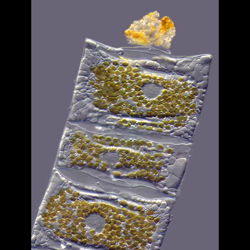  NCBI Organism:Mediopyxis helysia; Cell Components:nucleus, chloroplast; Biological process:organelle organization