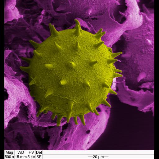  NCBI Organism:Hibiscus rosa-sinensis; Cell Components:pollen coat