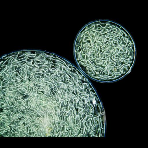  NCBI Organism:Nostoc commune; Cell Components:cell surface