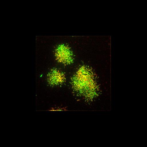  NCBI Organism:Canis lupus familiaris; Cell Types:kidney cell Cell Components:, actin filament; Biological process:protein targeting