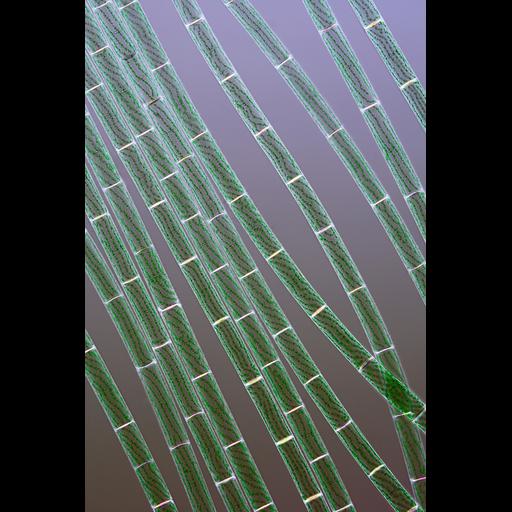  NCBI Organism:Spirogyra; Cell Components:cell surface