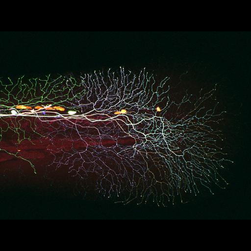  NCBI Organism:Danio rerio; Cell Types:sensory neuron Cell Components:neuron projection