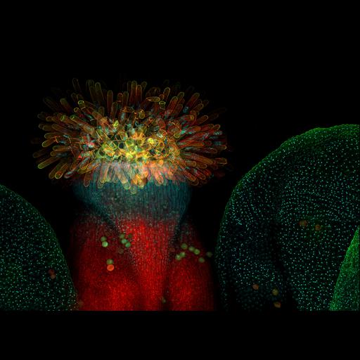  NCBI Organism:Arabidopsis thaliana; Cell Components:nucleus, ;