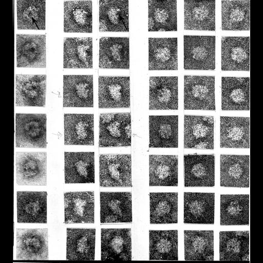  NCBI Organism:Rattus rattus; Cell Types:hepatocyte Cell Components:ribosome