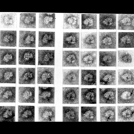  NCBI Organism:Rattus rattus; Cell Types:hepatocyte Cell Components:ribosome