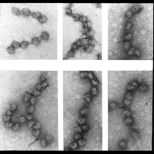  NCBI Organism:Rattus rattus; Cell Types:hepatocyte Cell Components:polysome, ribosome, ;