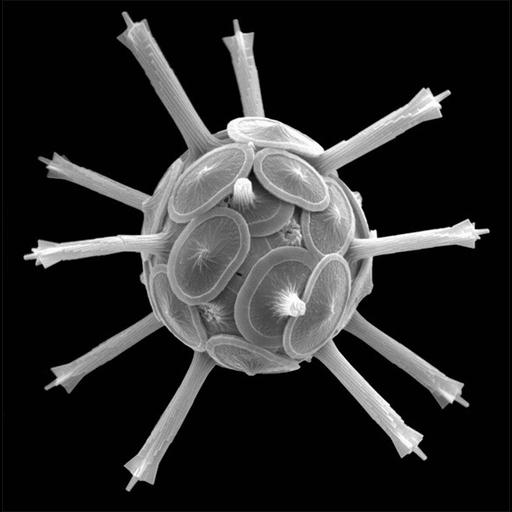  NCBI Organism:unclassified coccolithophorid CCMP300; Cell Components:, extracellular region;