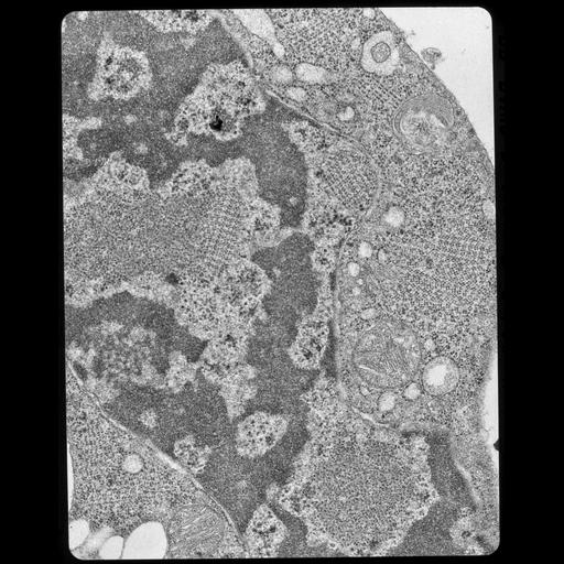  NCBI Organism:Gallus gallus gallus; Cell Types:early embryonic cell Cell Components:nucleus, , ribosome, ; Biological process:cytoplasm organization