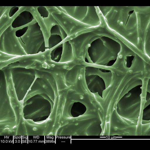  Cell Types:egg Biological process:eggshell formation