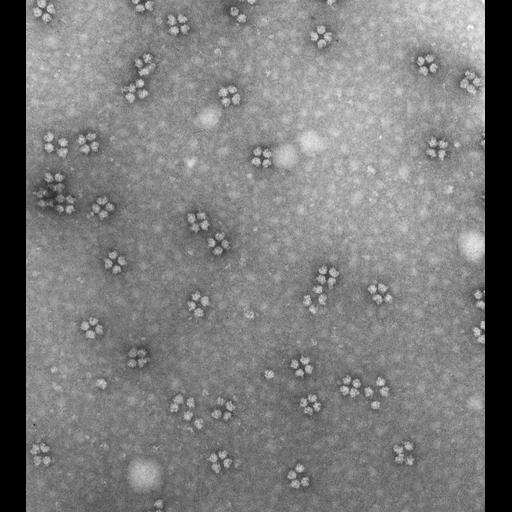  NCBI Organism:Mus musculus; Cell Types:early embryonic cell Cell Components:ribosome Biological process:, cytoplasm organization, ribosome biogenesis;