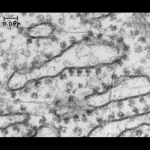  NCBI Organism:Cavia porcellus; Cell Components:rough endoplasmic reticulum, ribosome; Biological process:, cytoplasm organization;