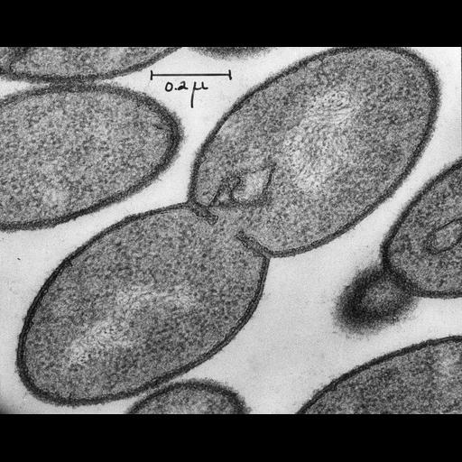  Cell Components:, bacterial nucleoid, ribosome;