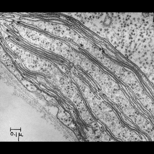  NCBI Organism:Chlamydomonas reinhardtii; Cell Components:chloroplast, plastid thylakoid, chloroplast ribosome; Biological process:photosynthesis, plastid organization, chloroplast organization;