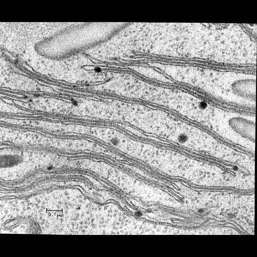  NCBI Organism:Chlamydomonas reinhardtii; Cell Components:chloroplast, plastid thylakoid, chloroplast ribosome; Biological process:photosynthesis, plastid organization, chloroplast organization;