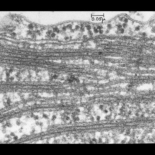  NCBI Organism:Chlamydomonas reinhardtii; Cell Components:chloroplast, plastid thylakoid, chloroplast ribosome; Biological process:photosynthesis, plastid organization, chloroplast organization;