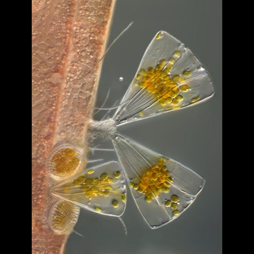  NCBI Organism:Licmophora juergensii, Rhodophyta, Cocconeis, Cyanobacteria, ; Cell Components:cell surface