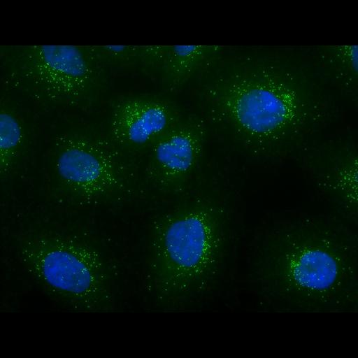  NCBI Organism:Homo sapiens; Cell Types:epithelial cell Cell Components:nucleus, ;