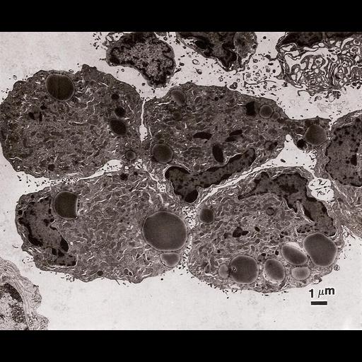  NCBI Organism:Cavia porcellus; Cell Types:Leydig cell Cell Components:nucleus, lipid particle; Biological process:organelle organization