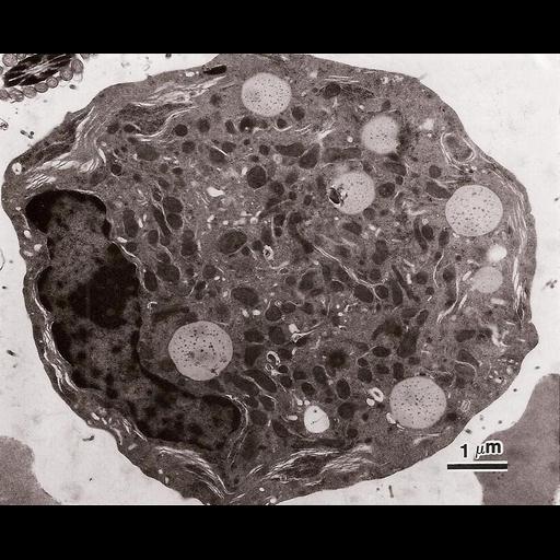  NCBI Organism:Cavia porcellus; Cell Types:Leydig cell Cell Components:nucleus, lipid particle, mitochondrion, smooth endoplasmic reticulum; Biological process:organelle organization