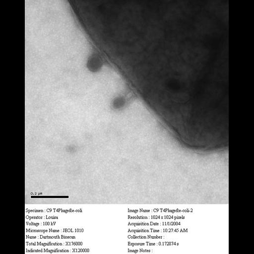  NCBI Organism:Enterobacteria phage T4, Escherichia coli, ; Cell Components:, , cell surface;