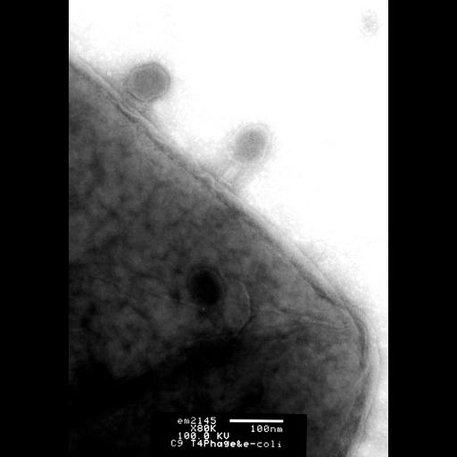  NCBI Organism:Enterobacteria phage T4, Escherichia coli, ; Cell Components:, , cell surface;