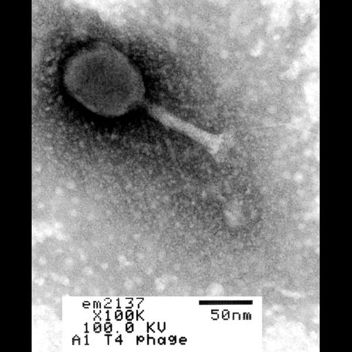  NCBI Organism:Enterobacteria phage T4; Cell Components:, , ;